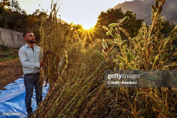Man harvests sesame in a field on which has never been used pesticides for tahini production in Cukurca district of Hakkari province, Turkey on...