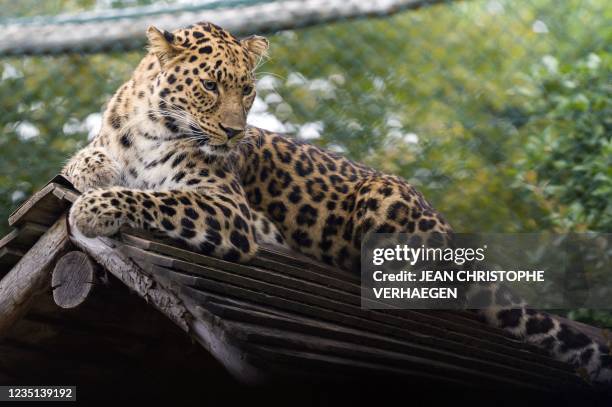 This photograph taken on September 9, 2021 shows an Amur leopard at the Amneville zoological park, in Amneville, eastern France.