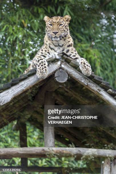This photograph taken on September 9, 2021 shows an Amur leopard at the Amneville zoological park, in Amneville, eastern France.