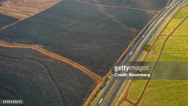 Sugarcane fields next to scorched fields due a fire near Ribeiro Preto, Sao Paulo state, Brazil, on Wednesday, Aug. 25, 2021. Extreme weather is...
