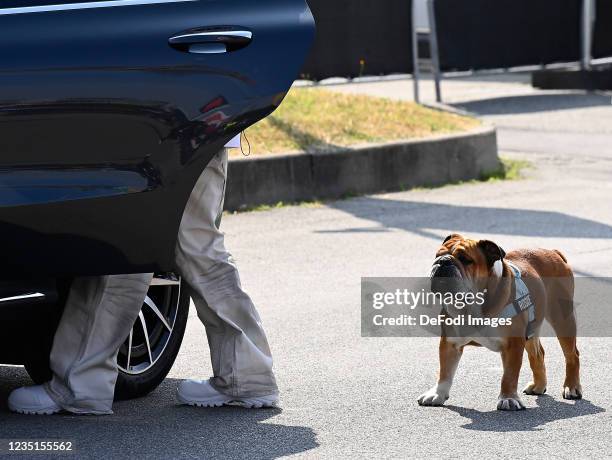 Roscoe dog of Lewis Hamilton , Mercedes-AMG Petronas Formula One Team mit Hund Roscoe. During the previews ahead of the F1 Grand Prix of Italy at...