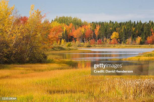 autumnal foliage, prince edward island, nova scotia, canada - prince edward island stock pictures, royalty-free photos & images