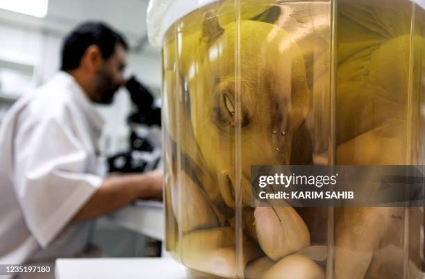 Dr. Nisar Ahmad Wani, Scientific Director of the Reproductive Biotechnology Center, looks through a microscope while nearby a cloned camel calve...