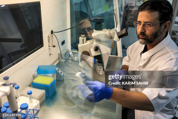 Dr. Nisar Ahmad Wani, Scientific Director of the Reproductive Biotechnology Center, examines a sample at the centre's laboratory in Dubai on June 4,...