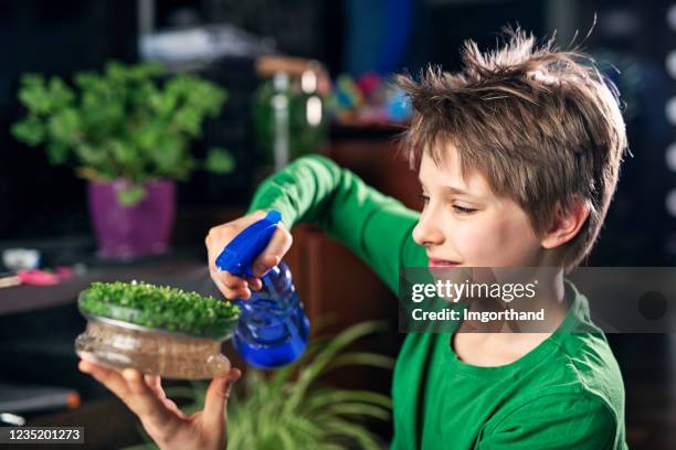 little boy is watering basil sprouts - microgreen stock pictures, royalty-free photos & images
