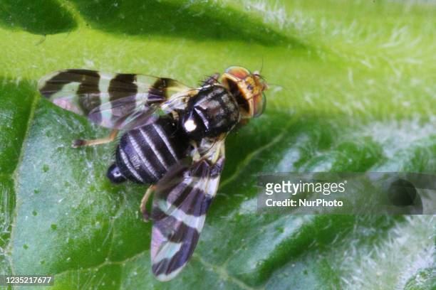 Fruit fly with striped wings on a leaf in Toronto, Ontario, Canada, on September 11, 2021.