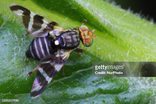 Fruit fly with striped wings on a leaf in Toronto, Ontario, Canada, on September 11, 2021.