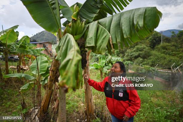 Colombian indigenous environmentalist Celia Umenza touches a tree in Tacueyo, department of Cauca, Colombia on September 7, 2021. - Death breathes on...
