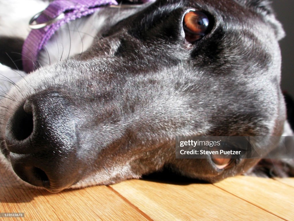 Closeup of dog