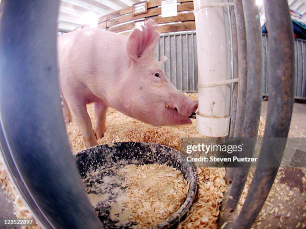 pig drinking water - schweinestall stock-fotos und bilder