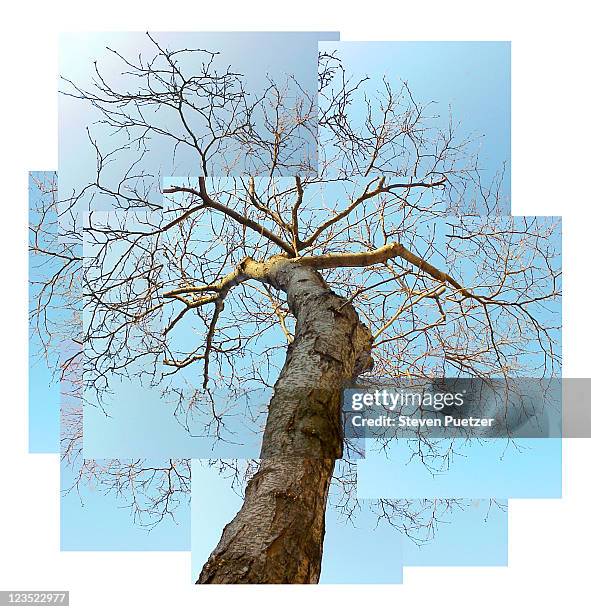 17,942 Tree At W Stock Photos, High-Res Pictures, and Images - Getty Images