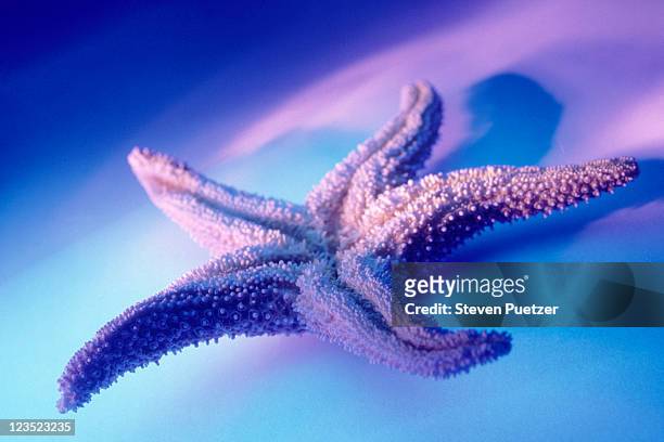starfish - starfish stock pictures, royalty-free photos & images