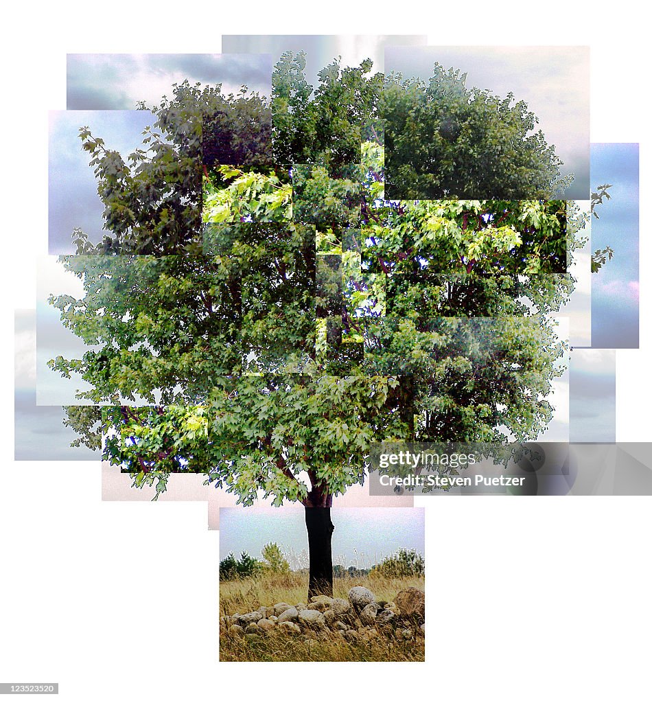 Collage of a tree with green leaves