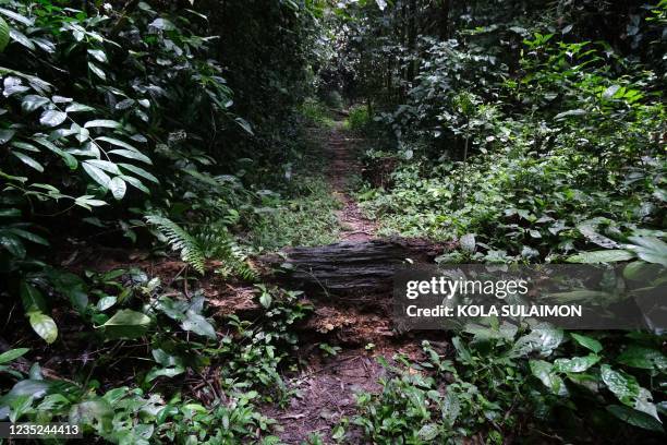 General view of Oban Biosphere Reserve, in Calabar, Cross River, Nigeria where UNESCO Chief Audrey Azoulay visits during a tour of the Reserve on...