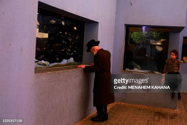 An ultra-Orthodox Jewish man prays in front of a fish aquarium at a zoo in the ultra-Orthodox Israeli city of Bnei Brak near Tel Aviv on September 14...
