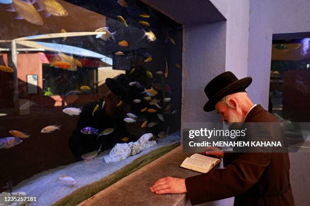 An ultra-Orthodox Jewish man prays in front of a fish aquarium at a zoo in the ultra-Orthodox Israeli city of Bnei Brak near Tel Aviv on September 14...