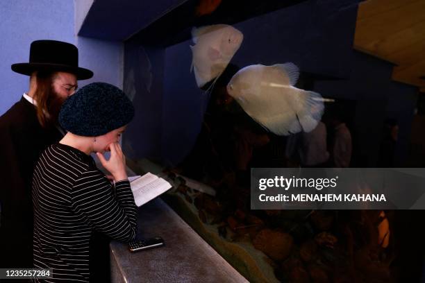 An ultra-Orthodox Jewish couple pray in front of a fish aquarium at a zoo in the ultra-Orthodox Israeli city of Bnei Brak near Tel Aviv on September...