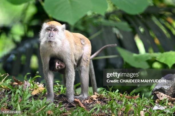 This picture shows a macaque and a baby in Lhoong, Indonesia's Aceh province on September 15, 2021.