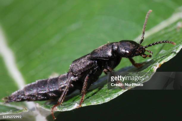 Black rove beetle in Toronto, Ontario, Canada, on September 11, 2021.