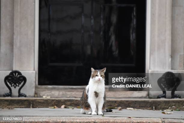 Larry the cat sits outside 10 Downing Street in central London on September 15, 2021. - British Prime Minister Boris Johnson on Wednesday readied a...