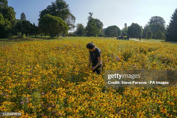 Botanical Horticulturalist Maud Verstappen checks the Rudbeckia hirta, Coreopsis lanceolata and Monarda citrodora flowers which form the base layer...