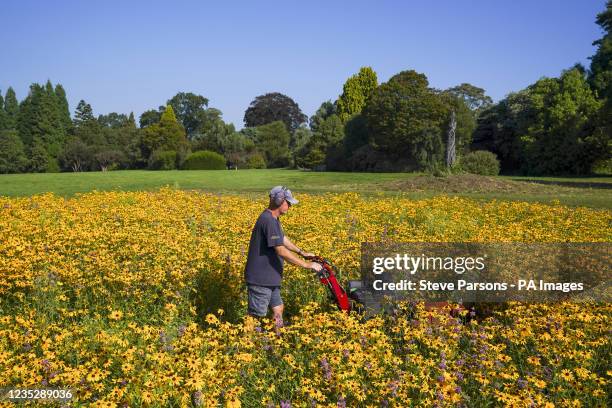 Botanical Horticulturalist Dave Ross mows the Rudbeckia hirta, Coreopsis lanceolata and Monarda citrodora flowers which form the base layer for the...