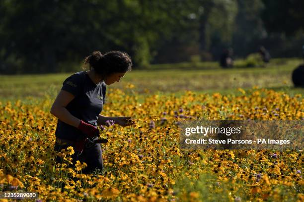 Botanical Horticulturalist Maud Verstappen checks the Rudbeckia hirta, Coreopsis lanceolata and Monarda citrodora flowers which form the base layer...
