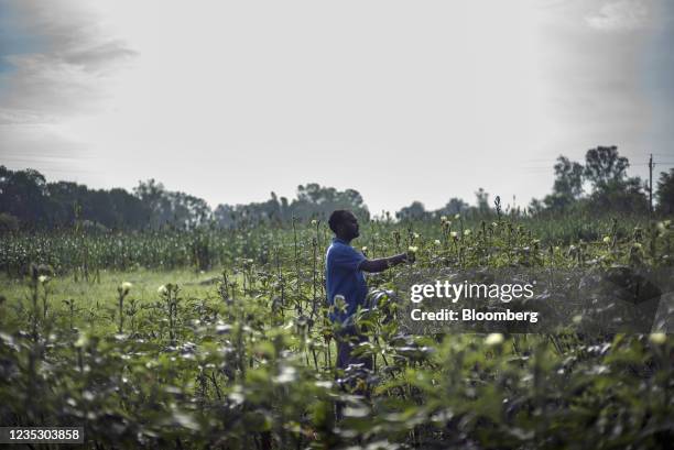 Farmer checks an okra crop for pests in Guna, Madhya Pradesh, India on Sunday, Sept. 12, 2021. Technology giants lining up to harness data from...