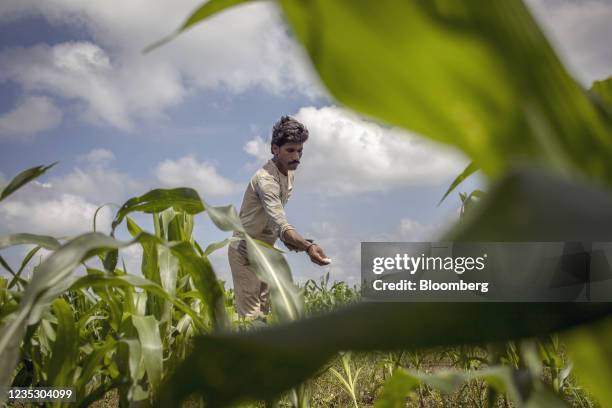 Farmer fertilizes a crop at a farm in Guna, Madhya Pradesh, India on Sunday, Sept. 12, 2021. Technology giants lining up to harness data from India's...