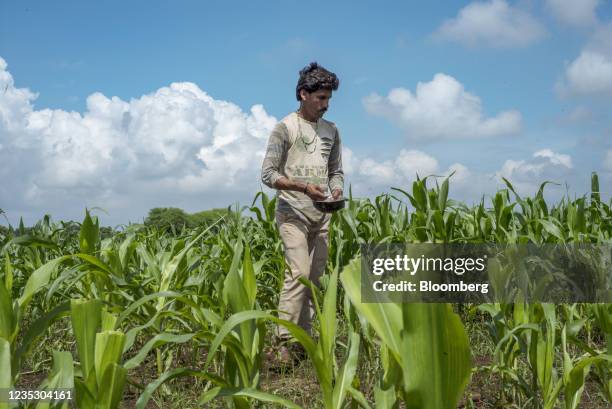 Farmer fertilizes a crop at a farm in Guna, Madhya Pradesh, India on Sunday, Sept. 12, 2021. Technology giants lining up to harness data from India's...
