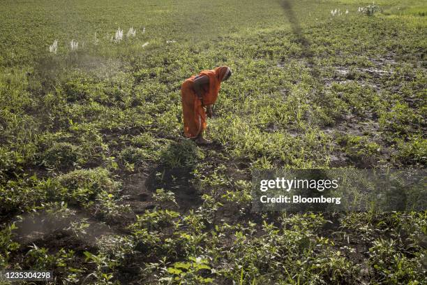 Farmer works at a field in Guna, Madhya Pradesh, India on Sunday, Sept. 12, 2021. Technology giants lining up to harness data from India's farmers in...