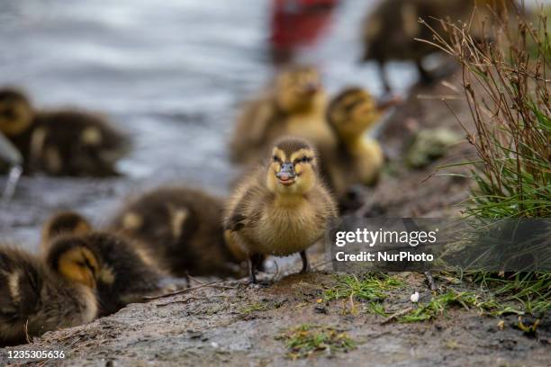 Duckling explores the shore of the Otukaikino Creek at Groynes park in Christchurch, New Zealand, on September 17, 2021.