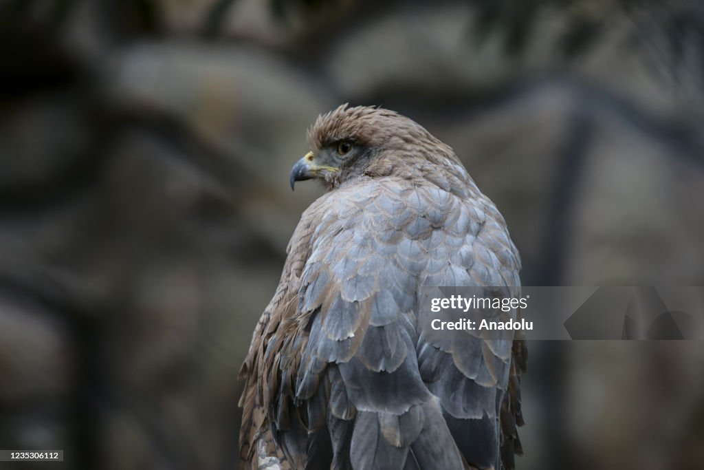 Victims of lucrative exotic animal smuggling