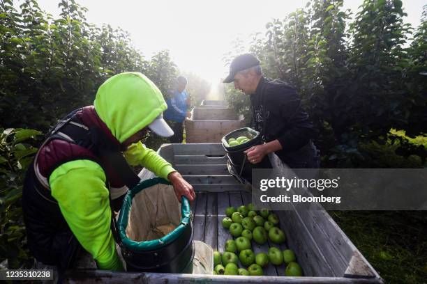 Fruit pickers empty Bramley apples in to a crate during a harvest at a farm in Coxheath, U.K., on Thursday, Sept. 16, 2021. The head of the U.K.'s...