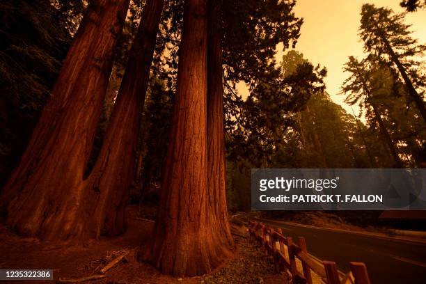 Giant sequoia trees stand among smoke filled skies in the "Lost Grove" along Generals Highway north of Red Fir during a media tour of the KNP Complex...