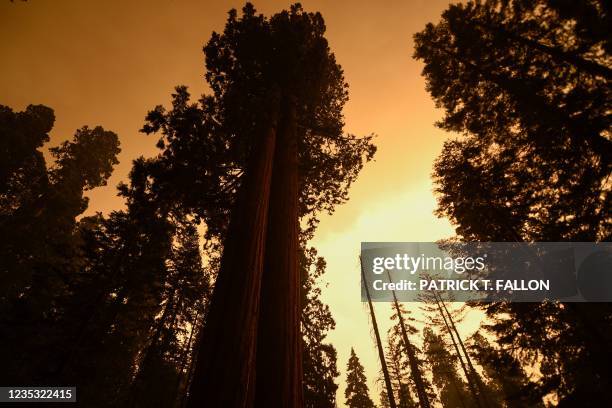 Giant sequoia trees stand among smoke filled skies in the "Lost Grove" along Generals Highway north of Red Fir during a media tour of the KNP Complex...