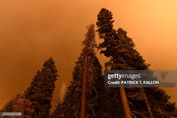 Dead tree stands alongside living trees as smoke rises during the KNP Complex fire in the Sequoia National Forest near Red Fir, California on...
