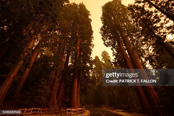 Giant sequoia trees stand among smoke filled skies in the "Lost Grove" along Generals Highway north of Red Fir during a media tour of the KNP Complex...