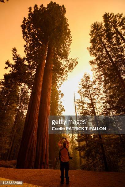 Photographer takes pictures of giant sequoia trees among smoke filled skies in the "Lost Grove" along Generals Highway north of Red Fir during a...