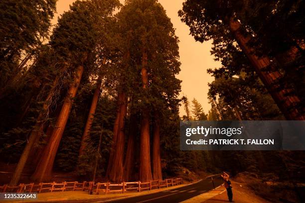 Photographer takes pictures of giant sequoia trees among smoke filled skies in the "Lost Grove" along Generals Highway north of Red Fir during a...