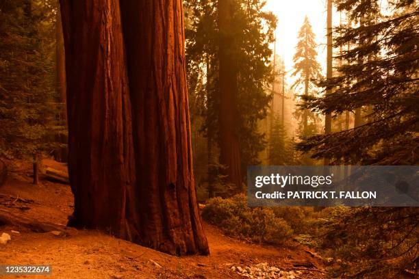 Giant sequoia trees stand among smoke filled skies in the "Lost Grove" along Generals Highway north of Red Fir during a media tour of the KNP Complex...