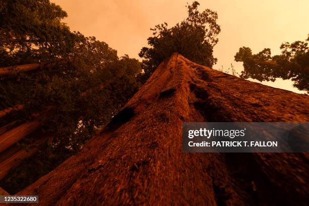 Giant sequoia trees stand among smoke filled skies in the "Lost Grove" along Generals Highway north of Red Fir during a media tour of the KNP Complex...