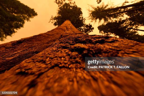 Giant sequoia trees stand among smoke filled skies in the "Lost Grove" along Generals Highway north of Red Fir during a media tour of the KNP Complex...