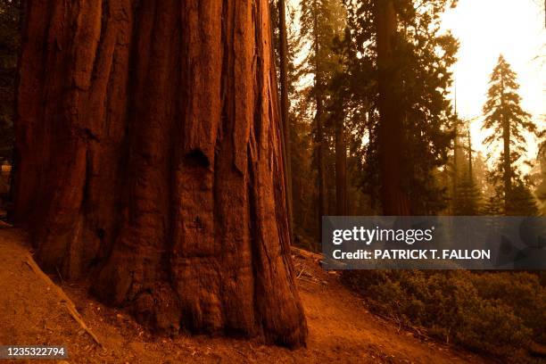 Giant sequoia trees stand among smoke filled skies in the "Lost Grove" along Generals Highway north of Red Fir during a media tour of the KNP Complex...