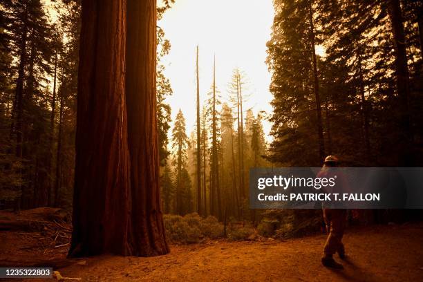 Contractor walks past giant sequoia trees among smoke filled skies in the "Lost Grove" along Generals Highway north of Red Fir during a media tour of...