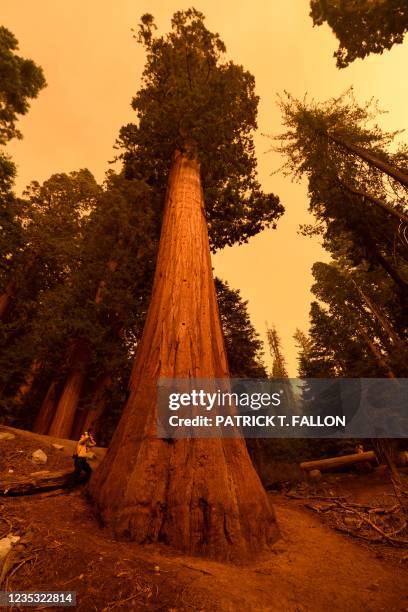Photographer Stuart Palley takes photographs of giant sequoia trees among smoke filled skies in the "Lost Grove" along Generals Highway north of Red...
