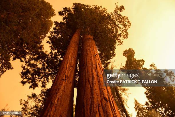 Giant sequoia trees stand among smoke filled skies in the "Lost Grove" along Generals Highway north of Red Fir during a media tour of the KNP Complex...