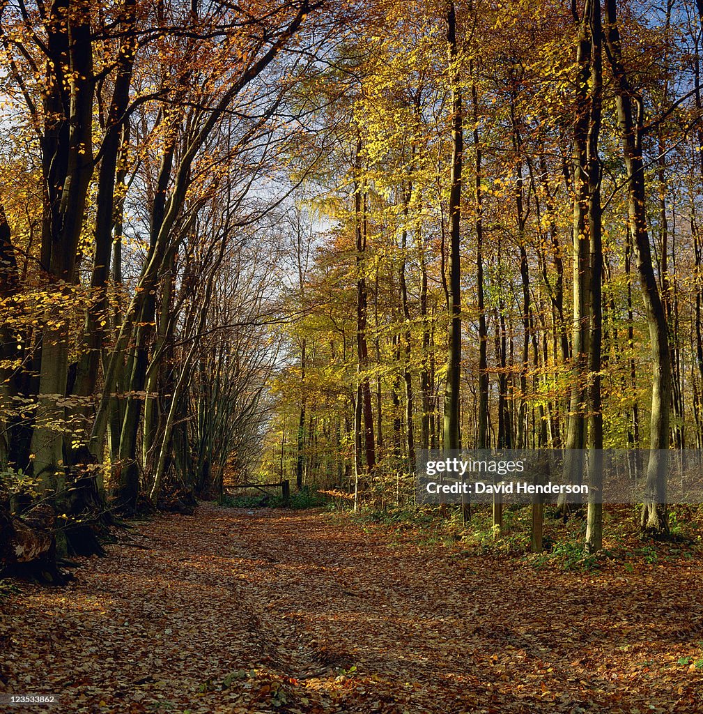 Autumn trees bordering path, North Downs, England