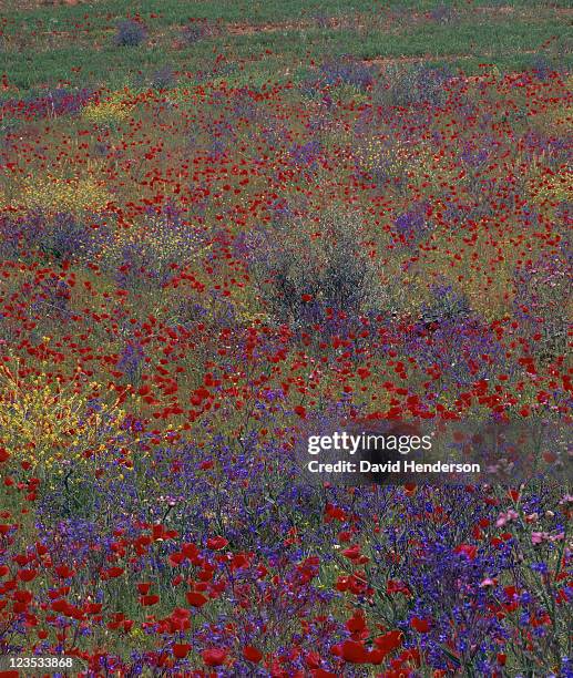 mixed wild flowers including oriental poppies (papaver orientale), tuscany, italy - stehmohn stock-fotos und bilder