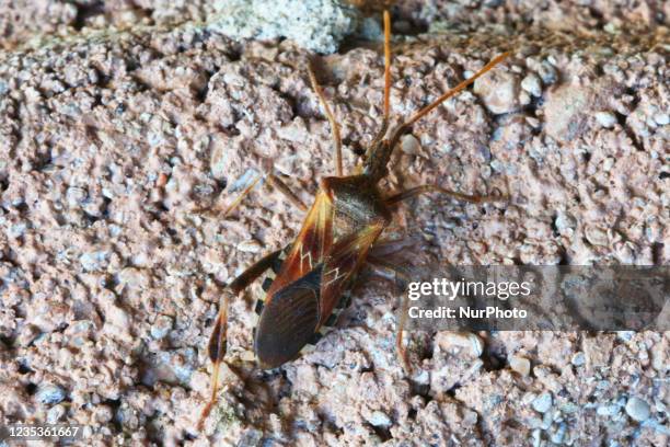 Brown Leaf footed bug in Toronto, Ontario, Canada, on September 19, 2021.